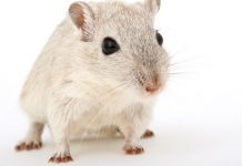 Mäuse-Alarm! Schulzentrum bis in den Januar hinein geschlossen