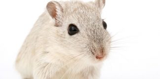 Mäuse-Alarm! Schulzentrum bis in den Januar hinein geschlossen