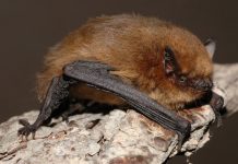 Umsiedlung ist schwierig: Geschützte Fledermäuse behindern Schulsanierung