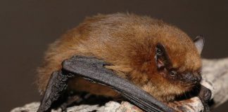 Umsiedlung ist schwierig: Geschützte Fledermäuse behindern Schulsanierung