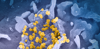 KMK-Studie zeigt auf: Lehrkräfte trugen in weiten Teilen der Pandemie ein deutlich erhöhtes Infektionsrisiko