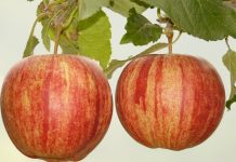 Die Schulobstverteilung wirkt positiv auf das Ernährungsverhalten von Jugendlichen. Doch je nach Ausgaberhythmus profitieren Schüler unterschiedlich stark. Foto: Hans / pixabay (CC0 Creative Commons)