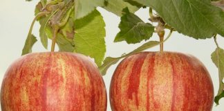 Die Schulobstverteilung wirkt positiv auf das Ernährungsverhalten von Jugendlichen. Doch je nach Ausgaberhythmus profitieren Schüler unterschiedlich stark. Foto: Hans / pixabay (CC0 Creative Commons)