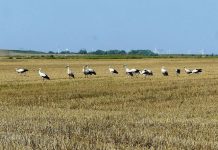 Bewerbersuche mal anders: Ein Ausflug mit Lehramtsstudenten aufs Land