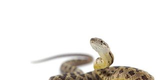 Nach Fund einer Haut durch Erzieherin: Feuerwehr sucht Schlange in Kindergarten-Keller