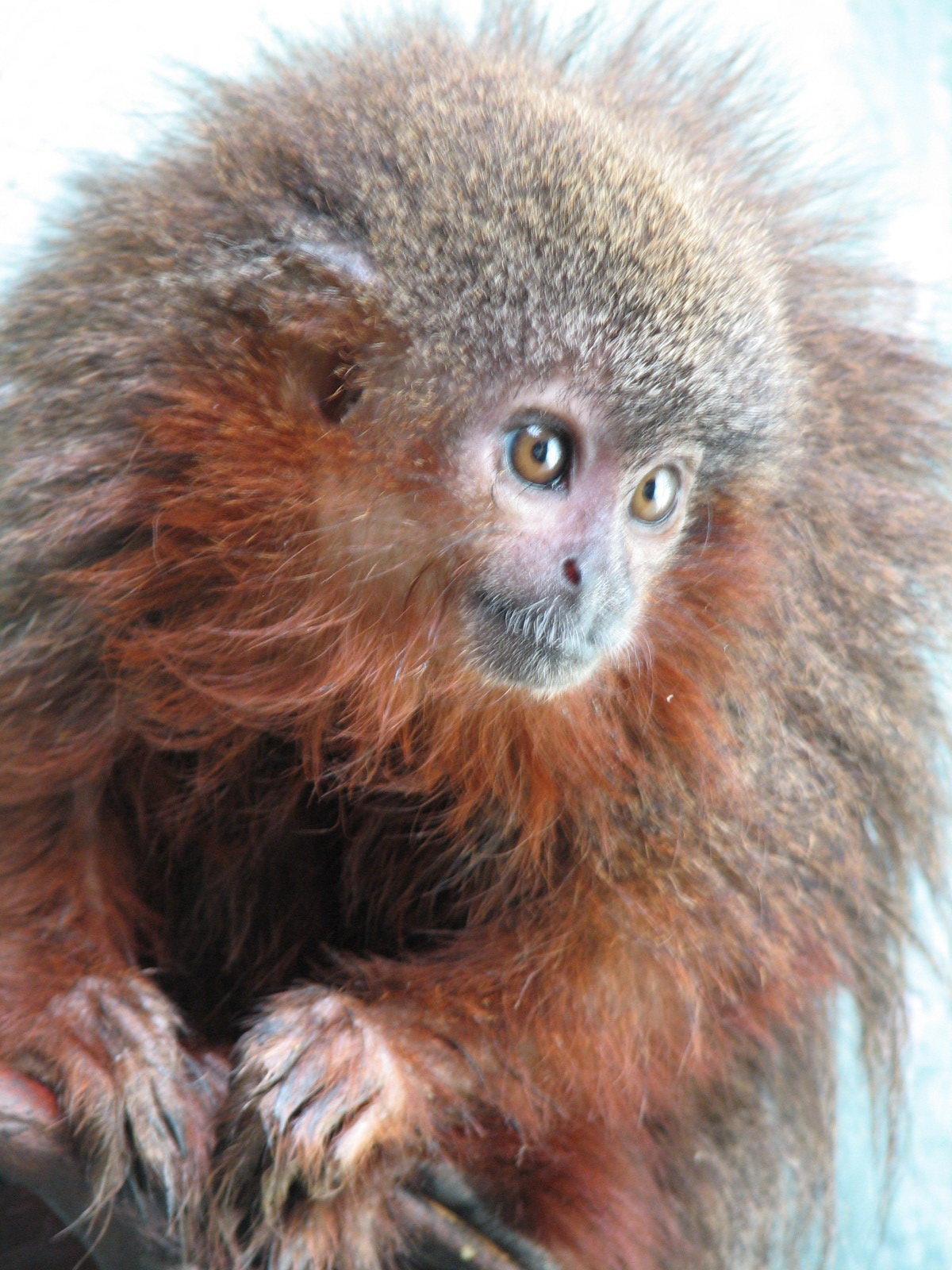 Ein schnurrender Affe ist unter den neu entdeckten Arten des WWF (Callicebus caquetensis) (Foto:Javier Garcia/WWF)