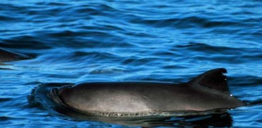 Der Schweinswal (Phocoena phocoena), auch kleiner Tümmler genannt, ist die kleinste und einzige heimische Walart in Nord- und Ostsee. Foto: Baldhur / Wikimedia Commons