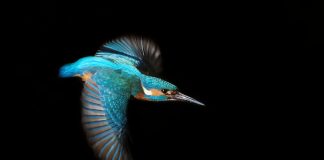 Verlust der biologischen Vielfalt: Arten in Deutschland schwinden – Hauptursache: Landwirtschaft