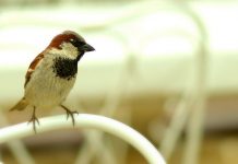 Nur noch ein Drittel der Schüler erkennt einen Spatz: Forschungsarbeit zeigt Wissenslücken bei Vogelarten auf