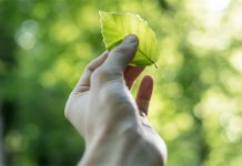 Jemand auf einem Waldweg hält in der linken Hand ein Buchenblatt vor sich, das aus Sicht des Betrachters gezeigt wird.
