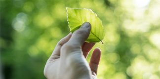 Jemand auf einem Waldweg hält in der linken Hand ein Buchenblatt vor sich, das aus Sicht des Betrachters gezeigt wird.