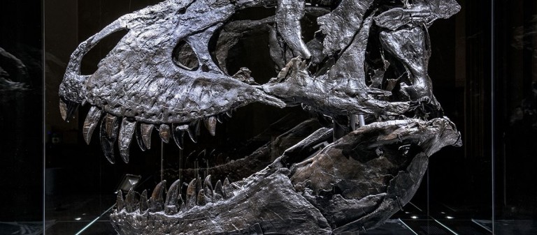 Gestatten, Tristan Otto! Wird er der neue Sympathieträger der Stadt Berlin? Foto: Carola Radke / MfN