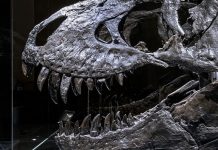 Berlin hat einen neuen Besuchermagneten: Ein echtes T-Rex-Skelett im Naturkundemuseum Gestatten, Tristan Otto! Wird er der neue Sympathieträger der Stadt Berlin? Foto: Carola Radke / MfN