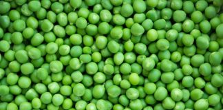 Studierendenwerk eröffnet erste vegane Mensa in Berlin