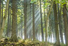 Schon 20 Minuten im Grünen sind eine Wohltat. Foto: BS / Pixabay (CC0 1.0)