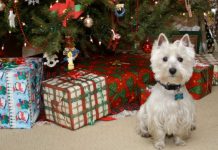 Gemein: Die Redaktion instrumentalisiert sogar Tiere, um bei den Lesern Mitgefühl zu wecken. Foto: Randy Robertson / flickr (CC BY 2.0)