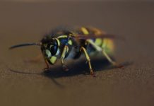 Wespenalarm an Erfurter Grundschule – 25 Kinder durch Stiche verletzt Wespenalarm beim Ausflug. Foto: Roman Köhler / Wikimedia Commons