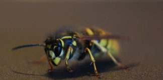 Lehrer behandeln Schüler nach Wespenstich: Geldstrafe wegen Körperverletzung Wespenalarm beim Ausflug. Foto: Roman Köhler / Wikimedia Commons