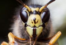 Lehrer behandeln Wespenstich bei Schüler – und sind nun wegen Körperverletzung angeklagt