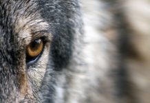 Waldkindergarten aus Sorge vor dem Wolf geräumt
