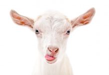 Mann soll Ziege «Moni» aus Waldorfschule entführt haben – glückliches Ende