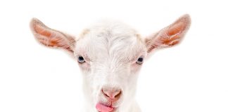 Mann soll Ziege «Moni» aus Waldorfschule entführt haben – glückliches Ende