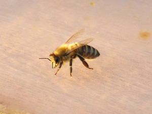 Forscher diskutieren in Halle über Bienen; Foto: blumenbiene/flickr (CC BY 2.0) 