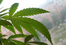 Anzahl der Drogendelikte an Bayerns Schulen gestiegen