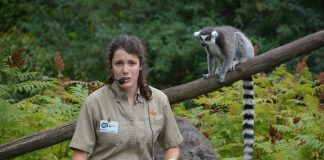 Eine Tierpflegerin mit Headphone blickt zu den Bildbetrachtenden während der Fütterung eines Katta-Lemurs.