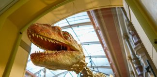 Die Sprache der Dinge: Wie Museen Kindern und Jugendlichen Weltwissen erschließen