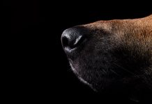 Schule in Brühl nach anonymem Drohanruf mit Spürhunden durchsucht