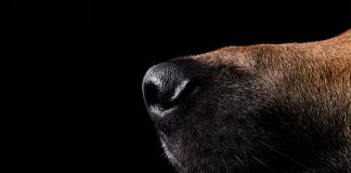 Schule in Brühl nach anonymem Drohanruf mit Spürhunden durchsucht