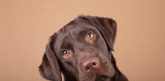 Kita-Hund: Rarität mit Mehrwert