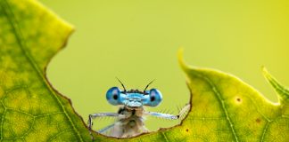 BNE: Klimawandel-Effekt – Weniger Insekten bei frühem Frühlingserwachen