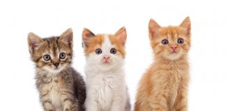 Anlage zerlegt: Feuerwehr rettet drei Katzenbabys aus Lüftungsschacht einer Schule