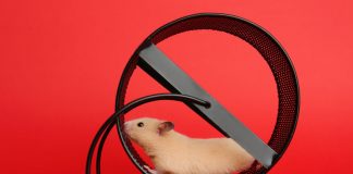 GEW fordert Reform der Lehrpläne – Priorisierung, Schluss mit dem Dauerstress!