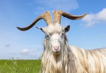 IQB-Pleite: Fellers Abteilungsleiter macht Corona verantwortlich – und Flüchtlinge