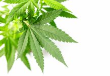 Hochschule macht Cannabis-Anbau zum Lehrfach (aber nur mit THC-freiem Hanf)