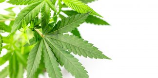 Hochschule macht Cannabis-Anbau zum Lehrfach (aber nur mit THC-freiem Hanf)