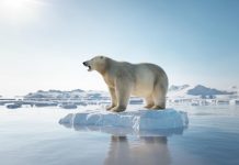 Klimakrise: Warum nicht auf die Ressource Schule zurückgreifen – und handeln?