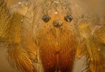 Expat: Südamerikanische Giftspinne wohl im Keller der Uni Tübingen heimisch