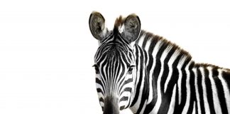 Posse: Warum Verwaltung einen Zebrastreifen entfernen lässt, den Schüler benötigen