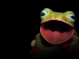 Biologie-Abitur: Noch immer ist fast nur Fachwissen gefordert – Kompetenzen? Fehlanzeige