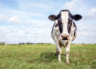 Angehende Lehrkräfte: Mit Prämie aufs Land gelockt und dann plötzlich gestrichen?