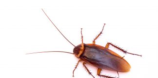 Nicht gesundheitsgefährdend, aber “eklig”: Grundschule schließt wegen Kakerlakenbefall