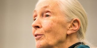 Kämpferin für den Tierschutz: Britische Schimpansen-Forscherin Jane Goodall tot